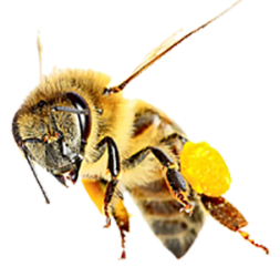 Лечение Цветочной Пыльцой Или Пчелиной Обножкой