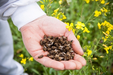 Пчелиный подмор: лечение аденомы простаты