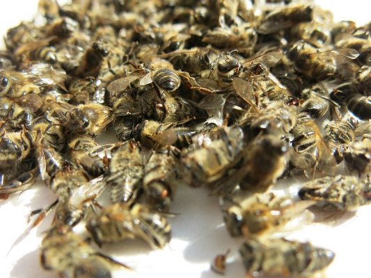 Пчелиный подмор на водке – приготовление и применение настойки